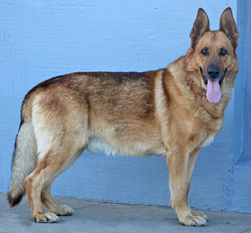 Faded sable german sales shepherd